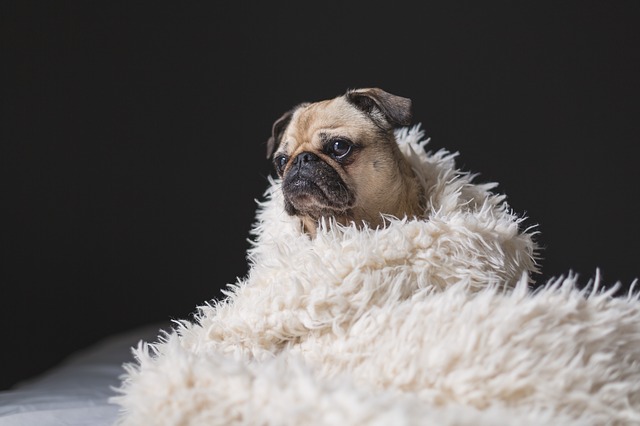 a dog wrapped in a rug