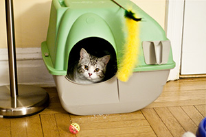 Cat In a House