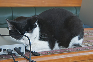 A sleeping cat